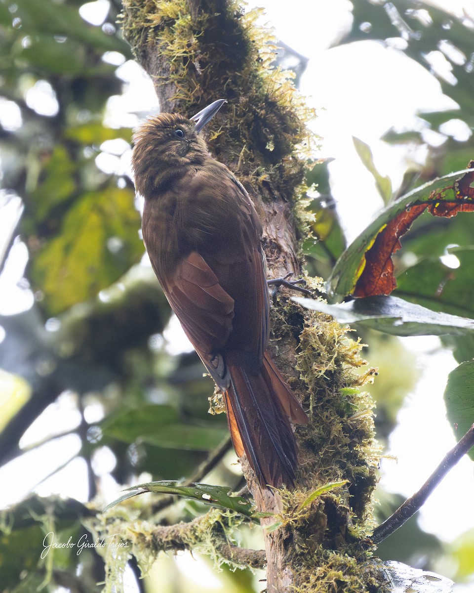 tyranntreløper - ML645800926