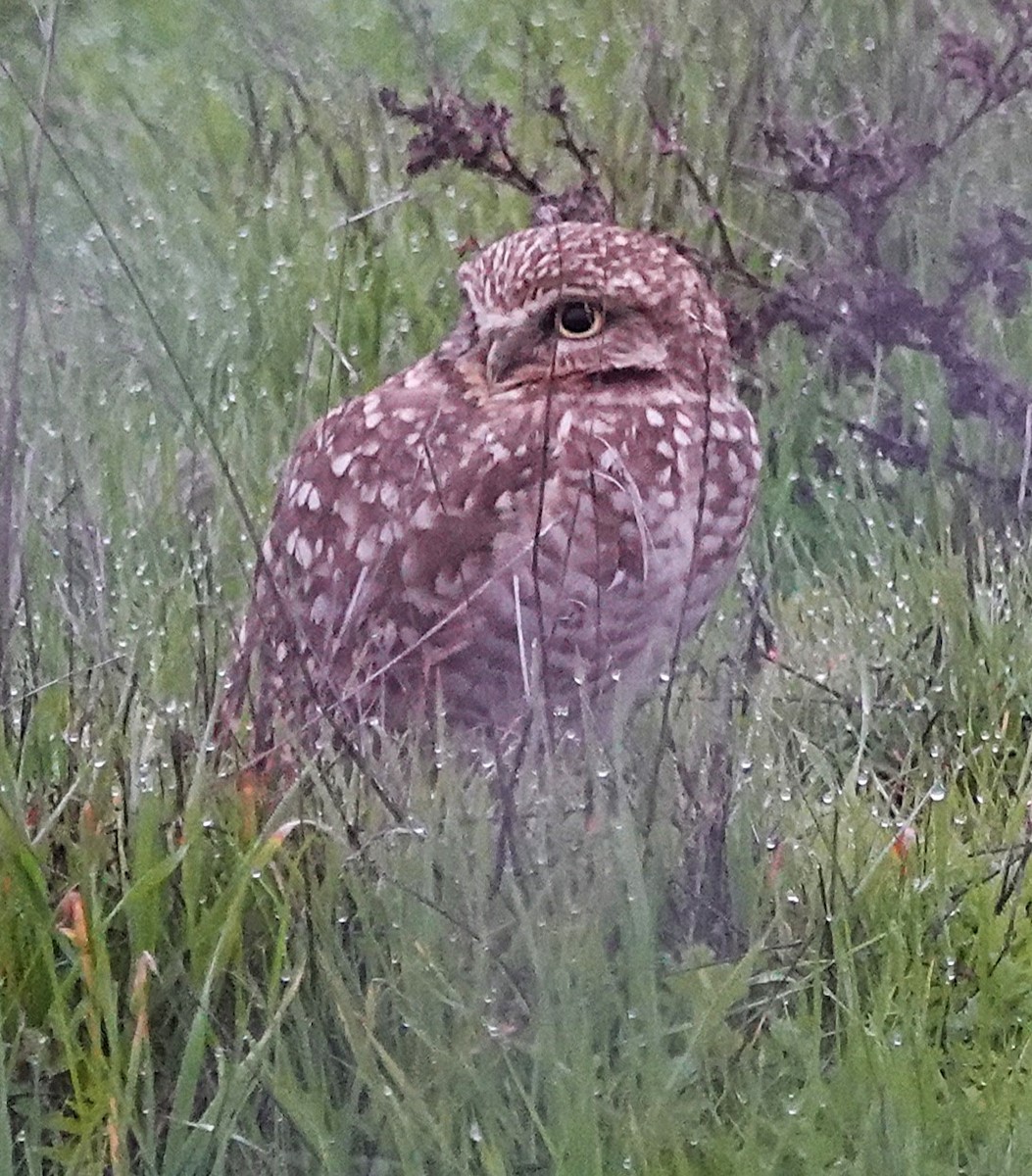 sýček králičí - ML645800938