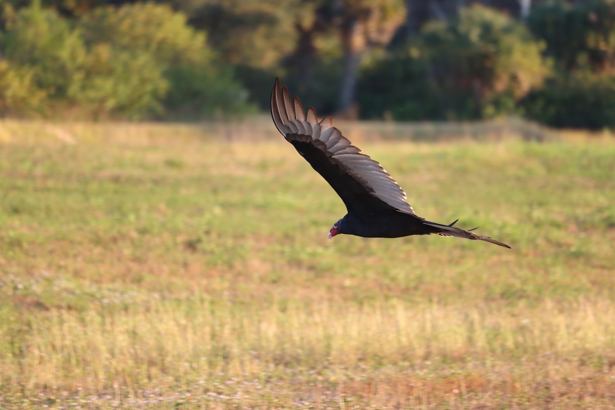Turkey Vulture - ML645800940