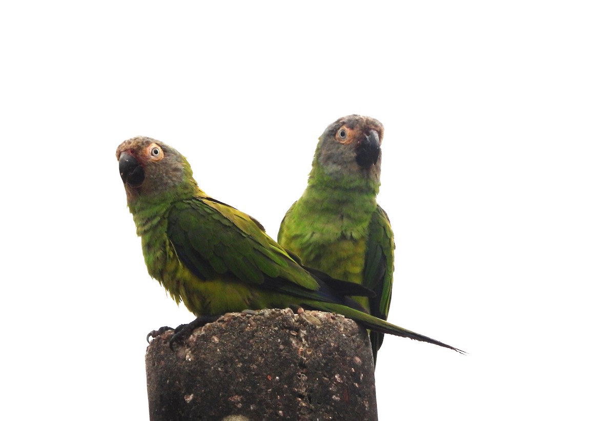 Dusky-headed Parakeet - ML645800941