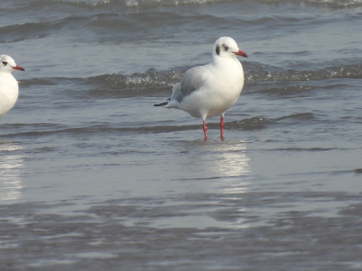 Brown-headed Gull - ML645800948