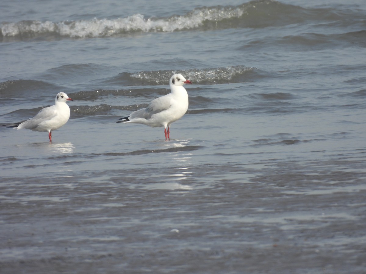 Brown-headed Gull - ML645800949