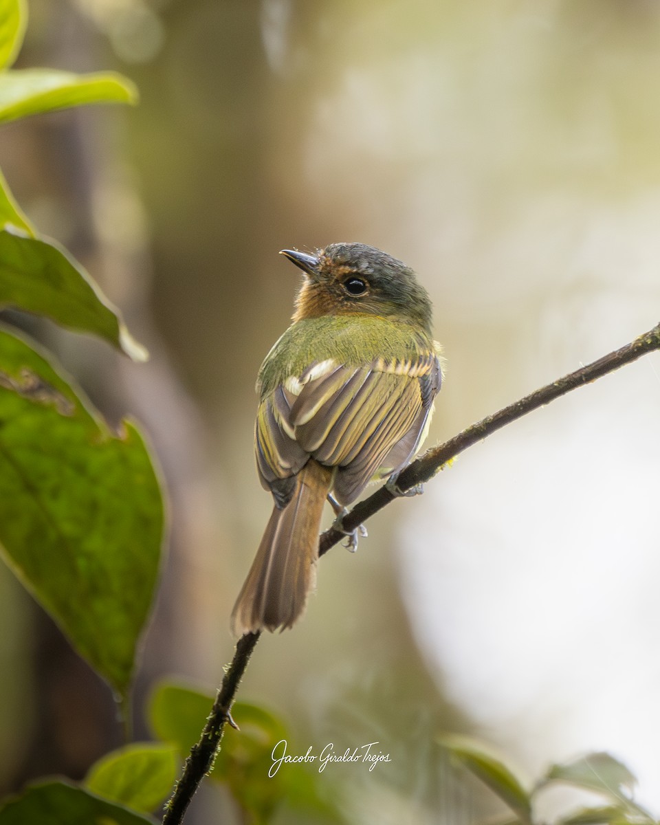 Rufous-breasted Flycatcher - ML645800954
