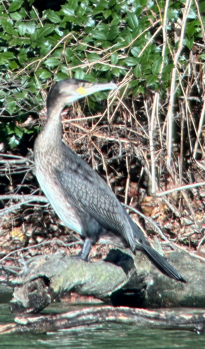 kormorán velký - ML645800956