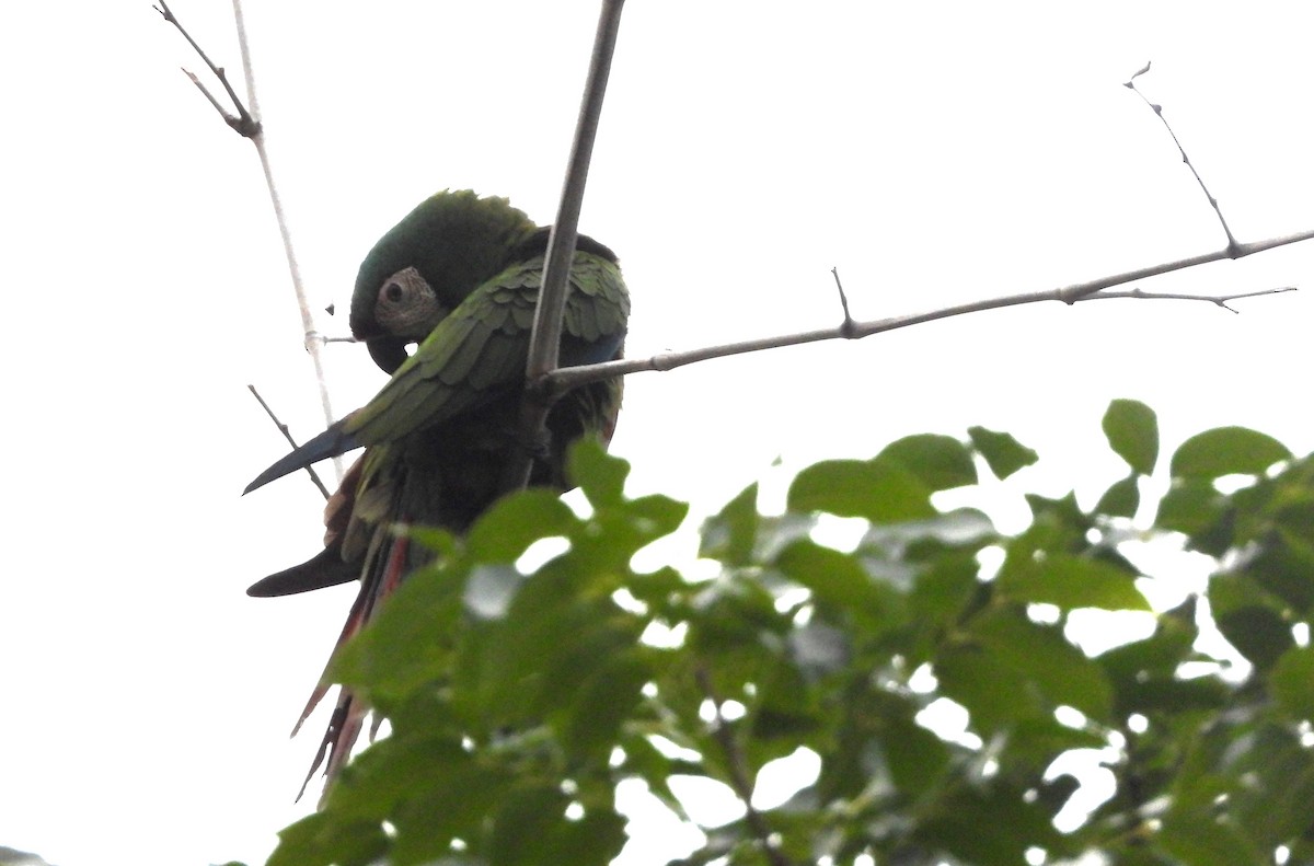Chestnut-fronted Macaw - ML645800962