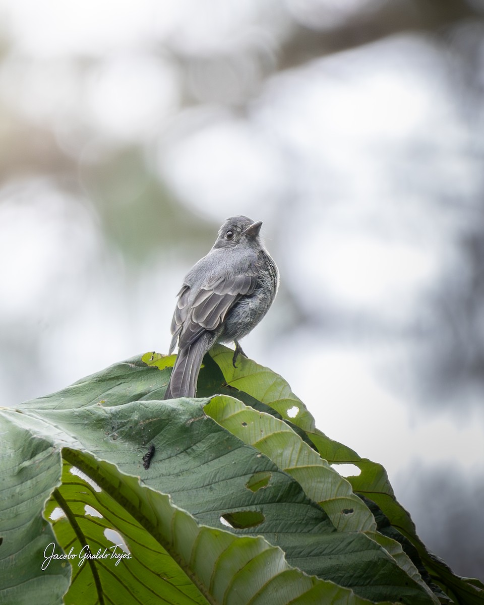 Smoke-colored Pewee - ML645800963