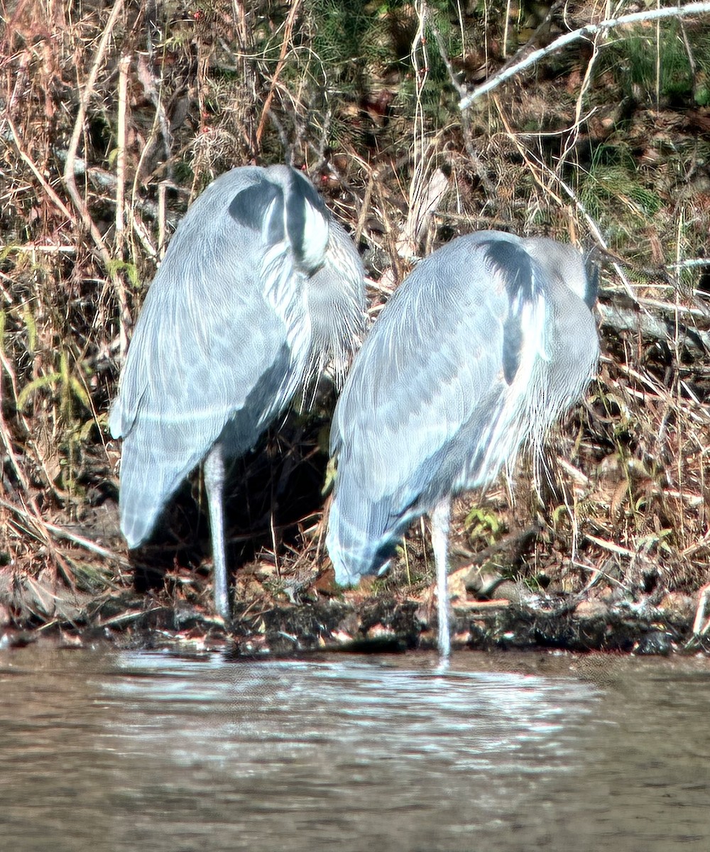 Great Blue Heron - ML645800966