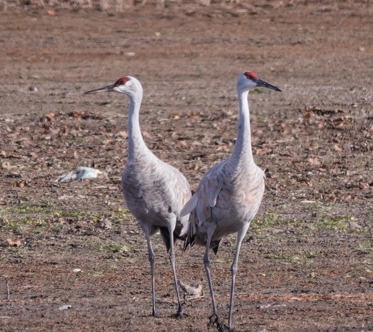 Sandhill Crane - ML645800970
