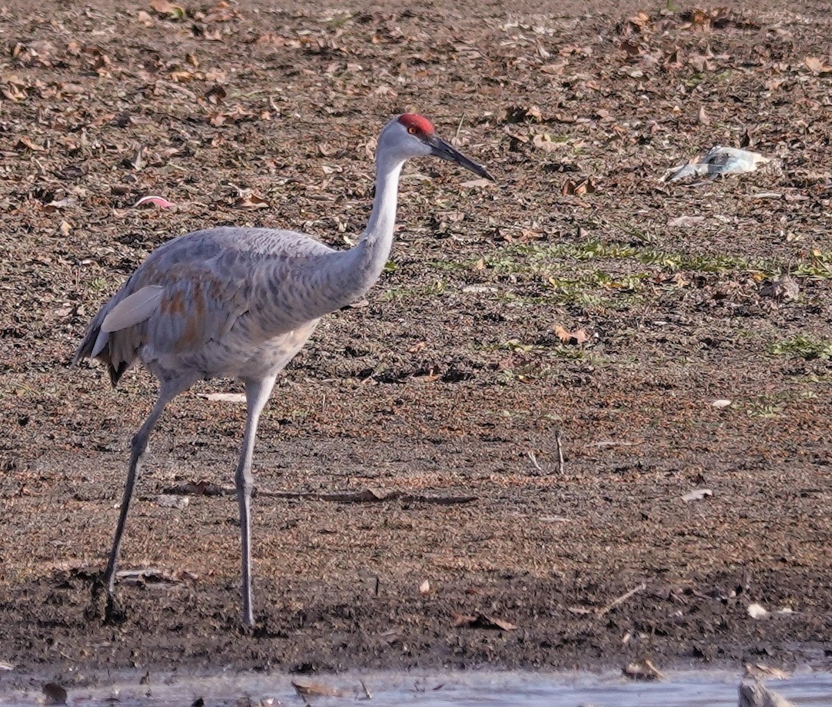 Sandhill Crane - ML645800975