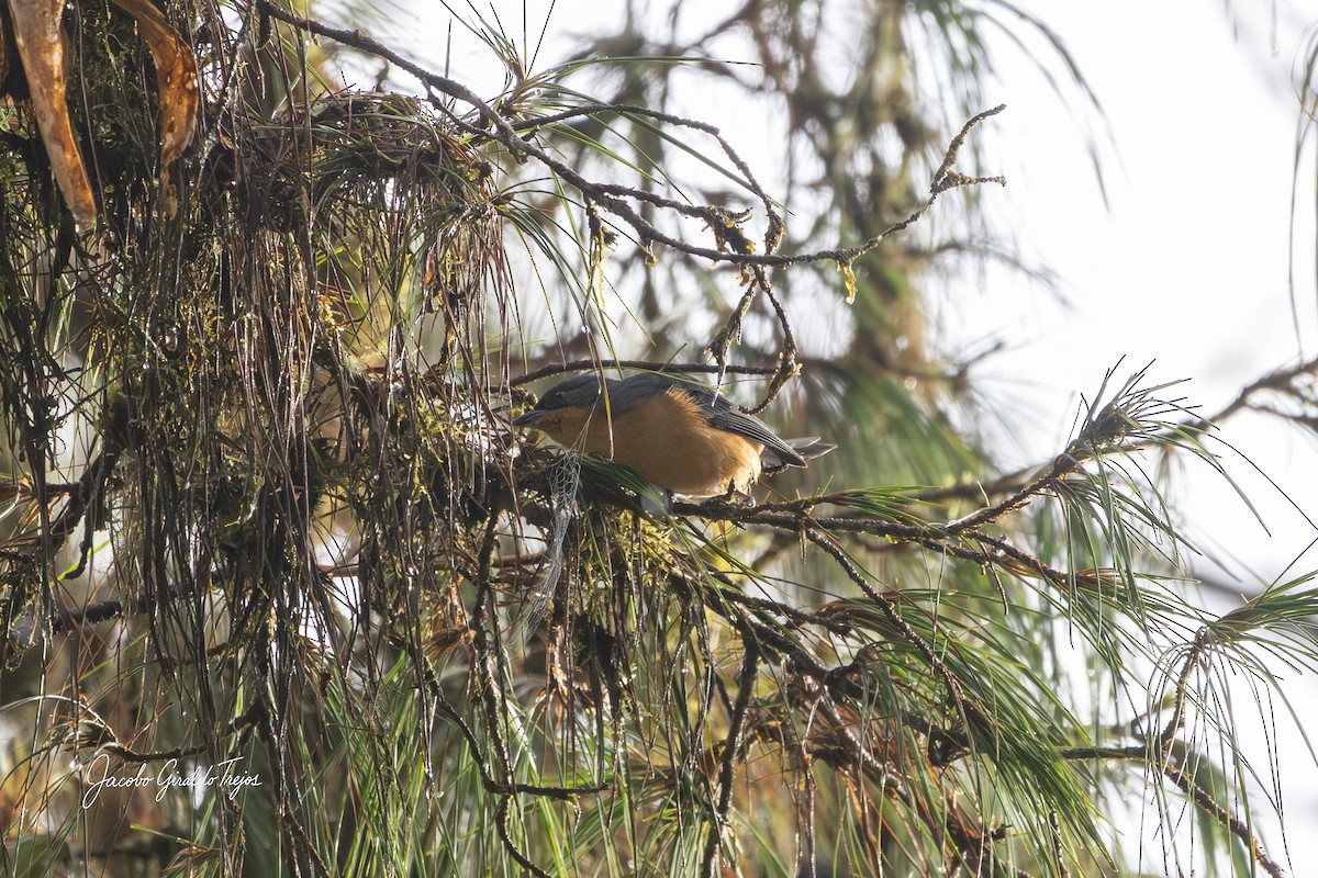 Rufous-crested Tanager - ML645800980