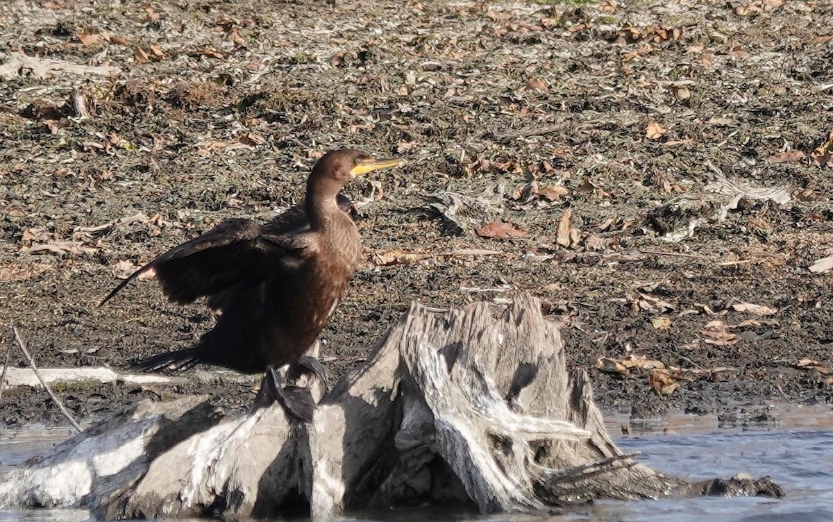 Double-crested Cormorant - ML645800988