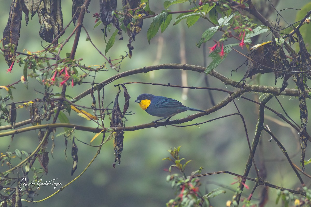Purplish-mantled Tanager - ML645800992