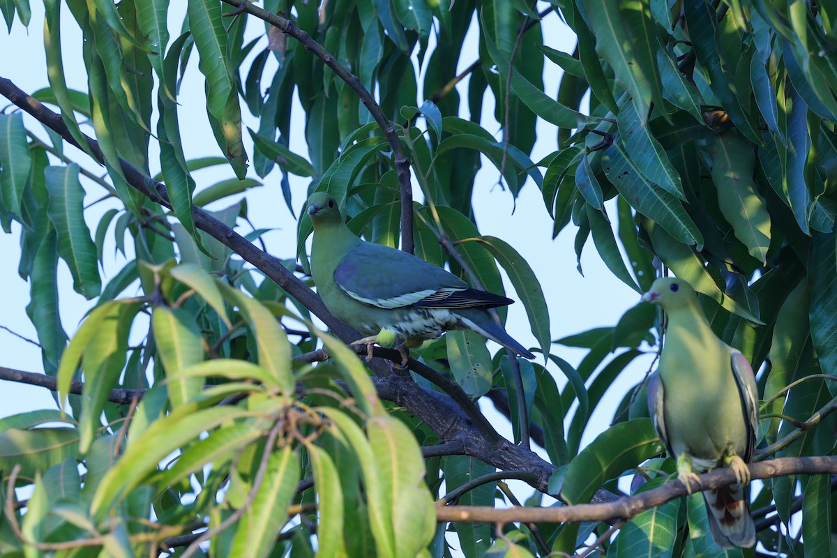 マダガスカルアオバト - ML645800996