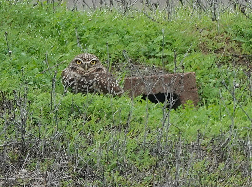 sýček králičí - ML645801003