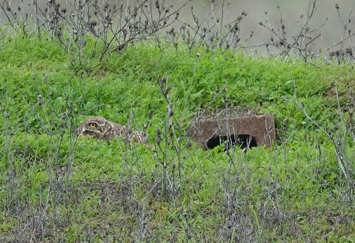 sýček králičí - ML645801004