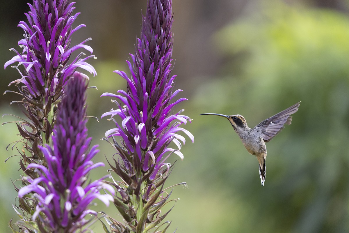 Schuppenkehl-Schattenkolibri - ML645801013