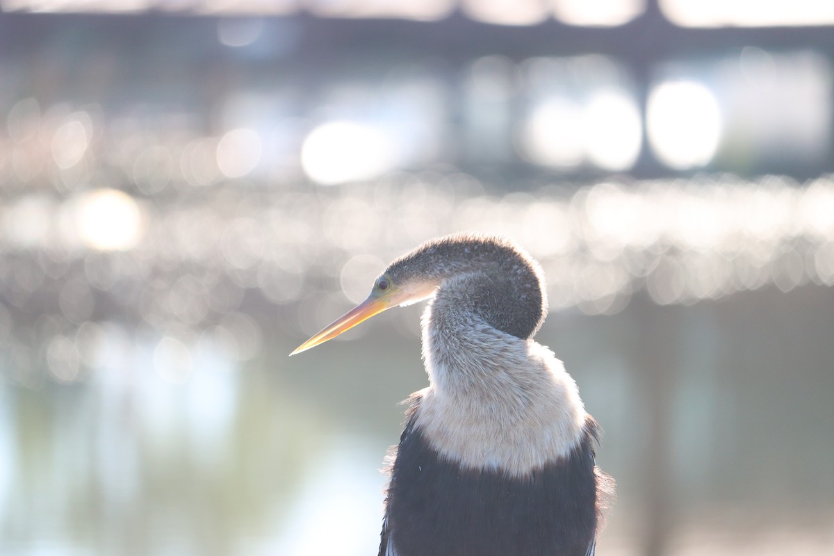 Anhinga - ML645801022