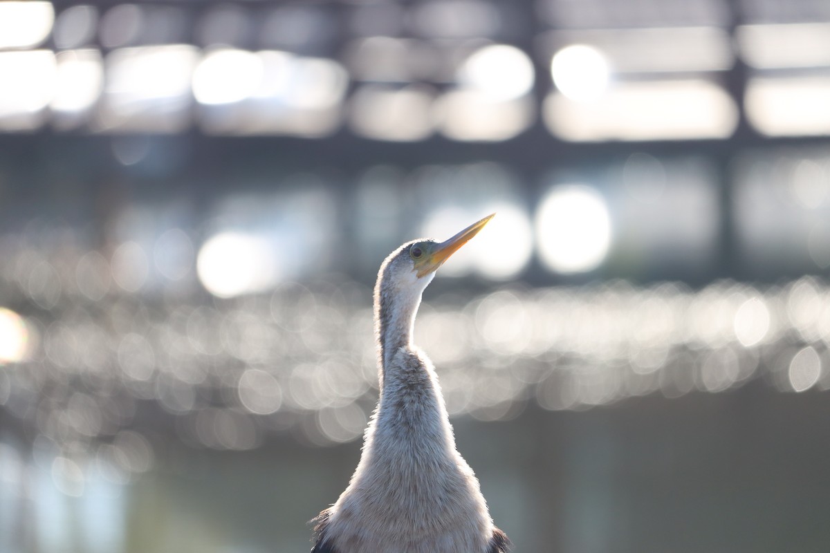 Anhinga - ML645801023