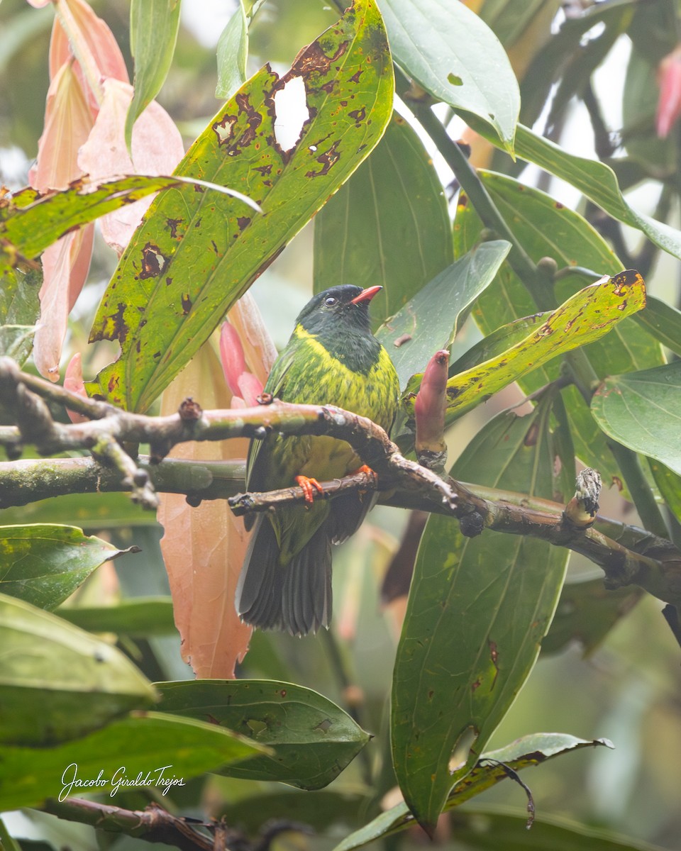 Green-and-black Fruiteater - ML645801028