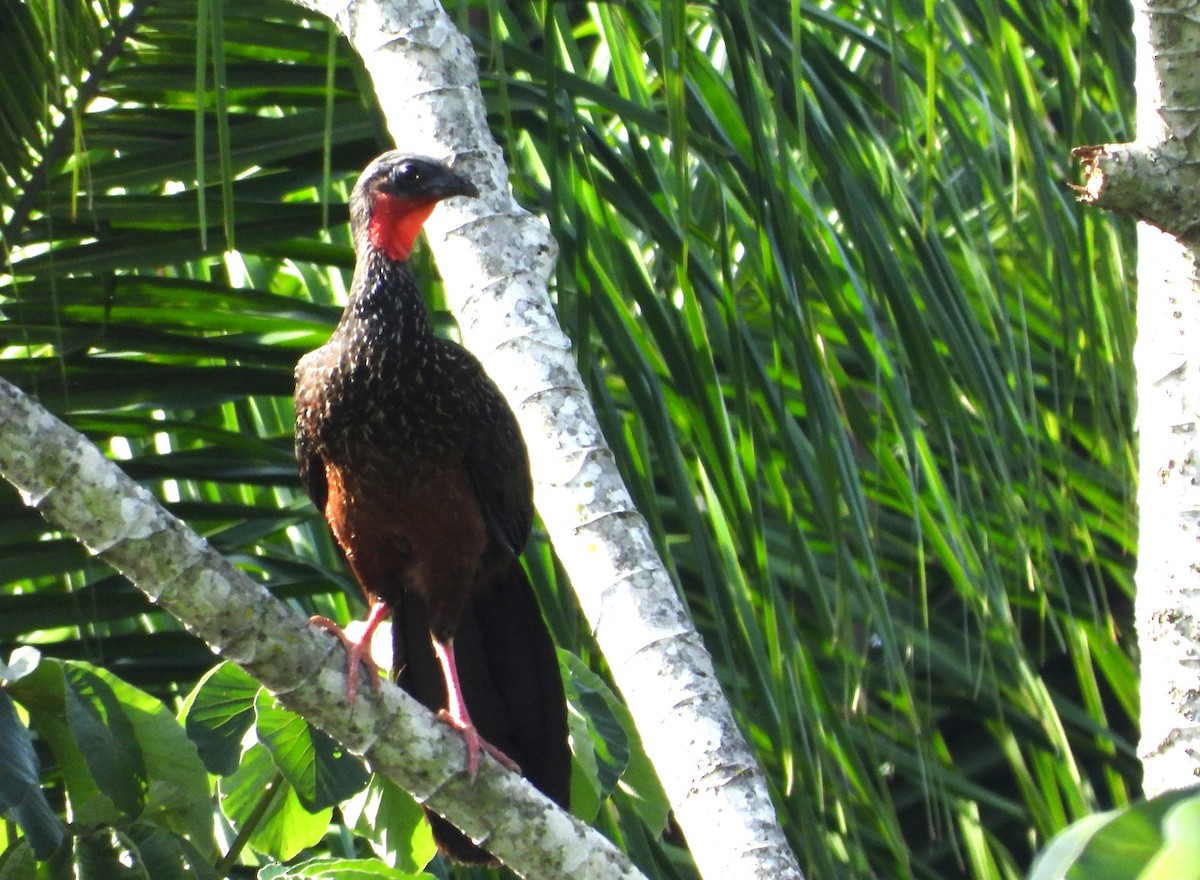 Spix's Guan - ML645801031