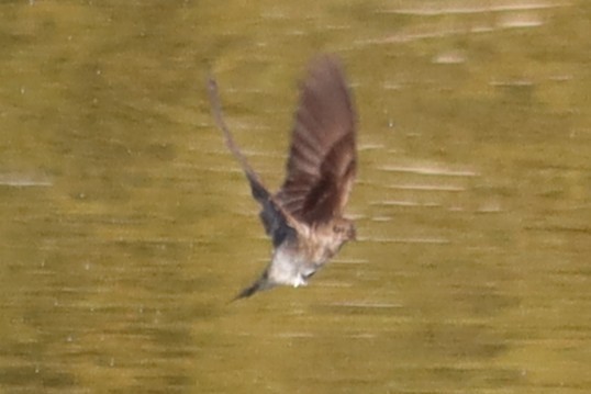 Northern Rough-winged Swallow - ML645801033