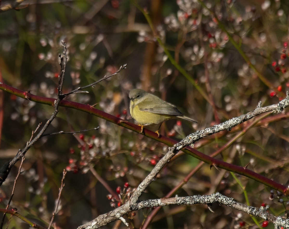 Orange-crowned Warbler - ML645801034