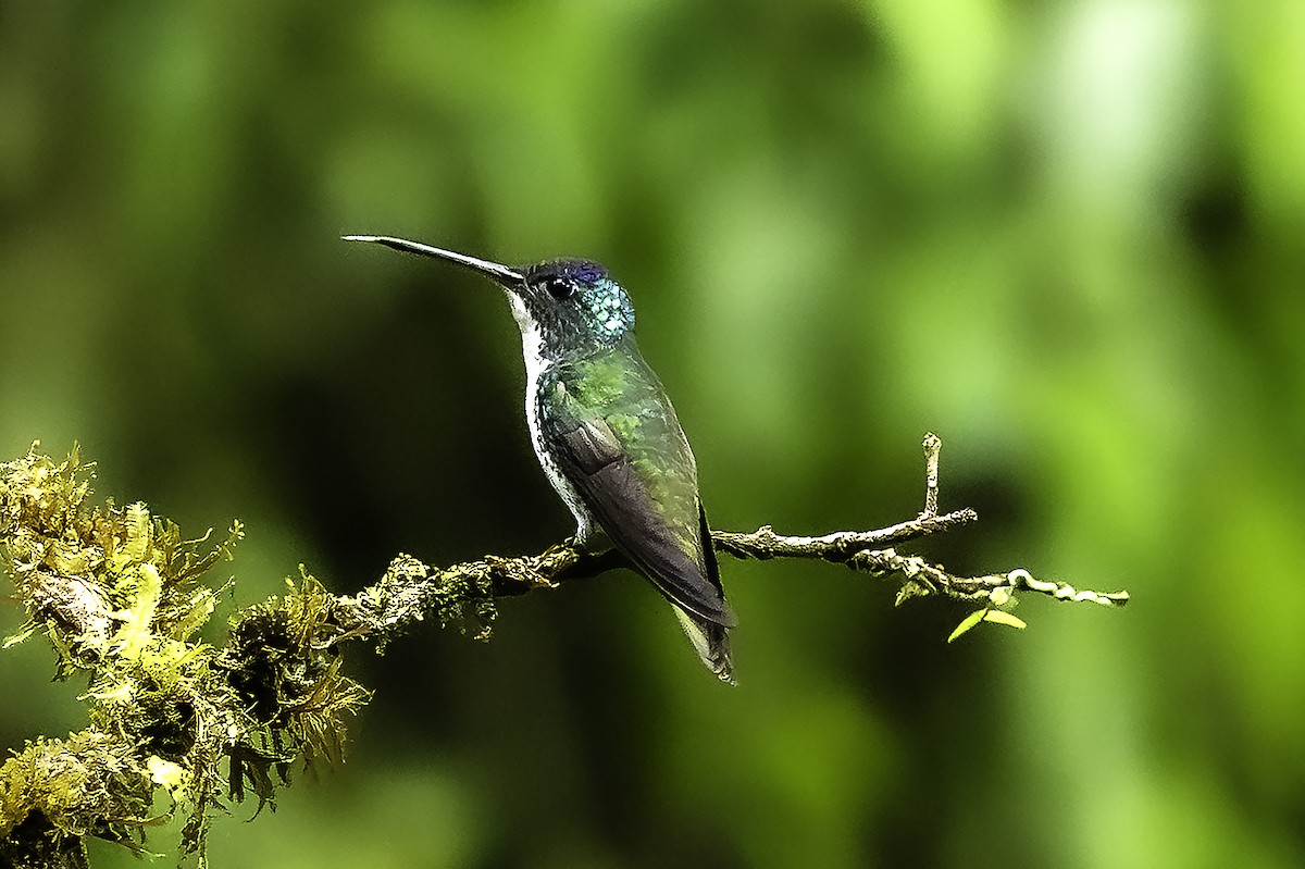 Andean Emerald - ML645801043