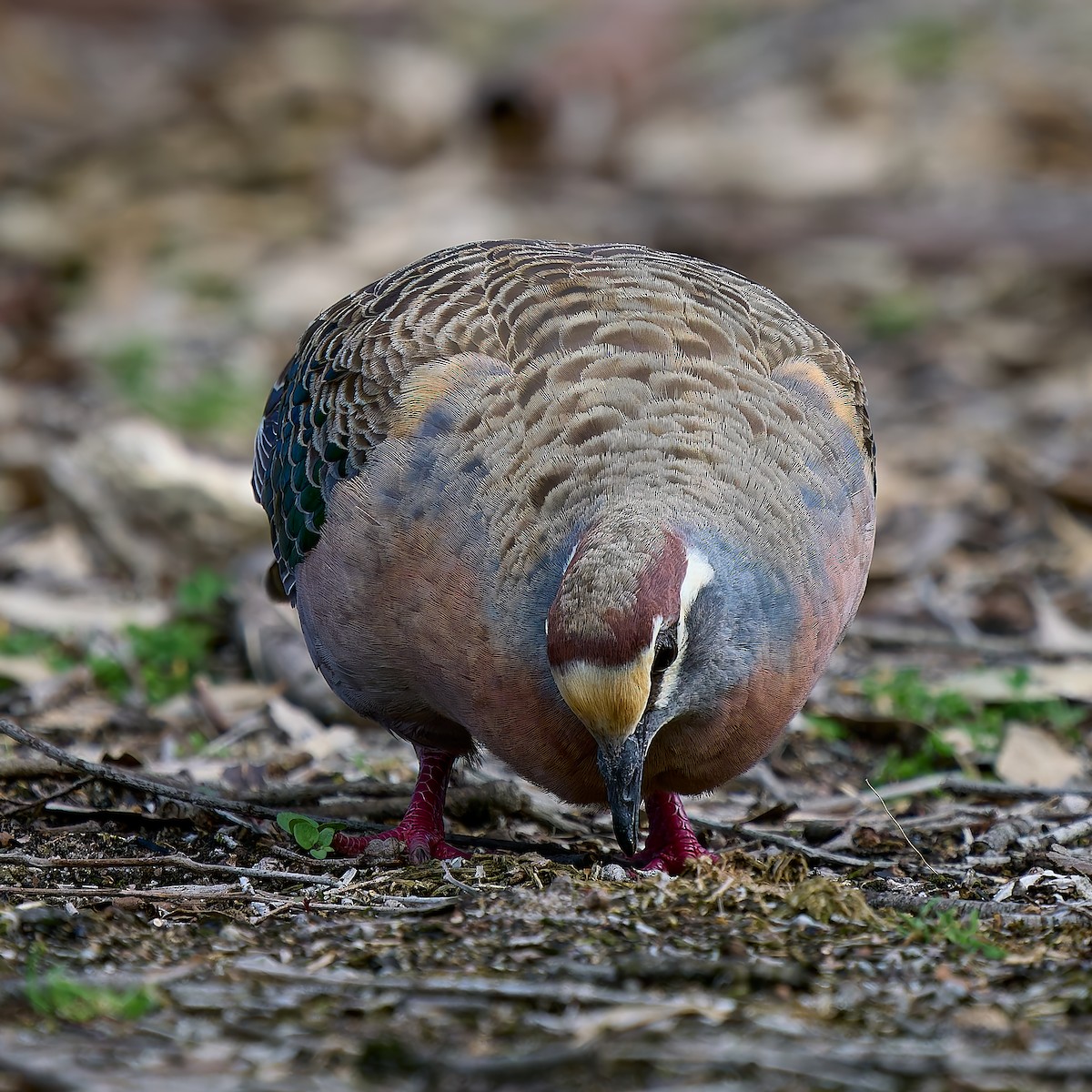 Common Bronzewing - ML645801045