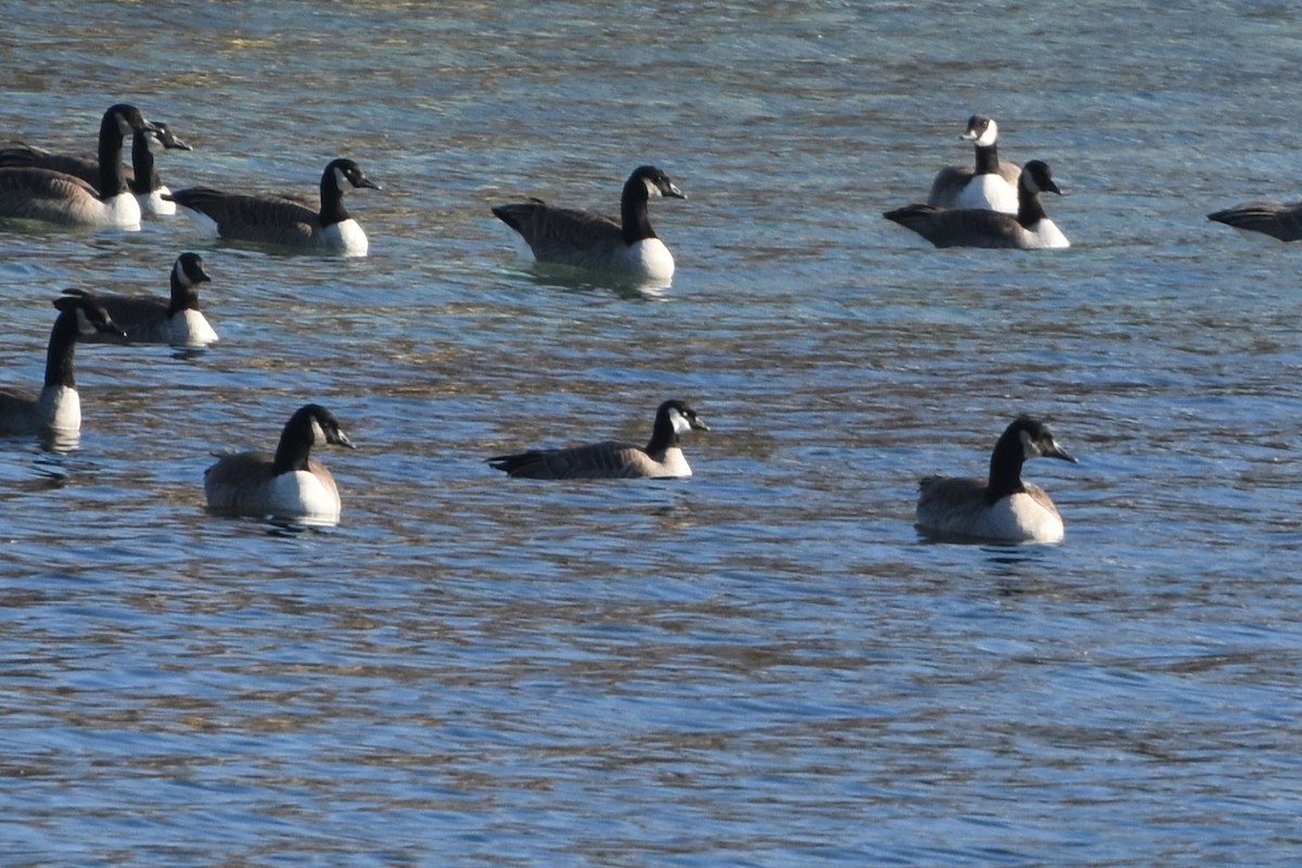 Cackling Goose - ML645801056