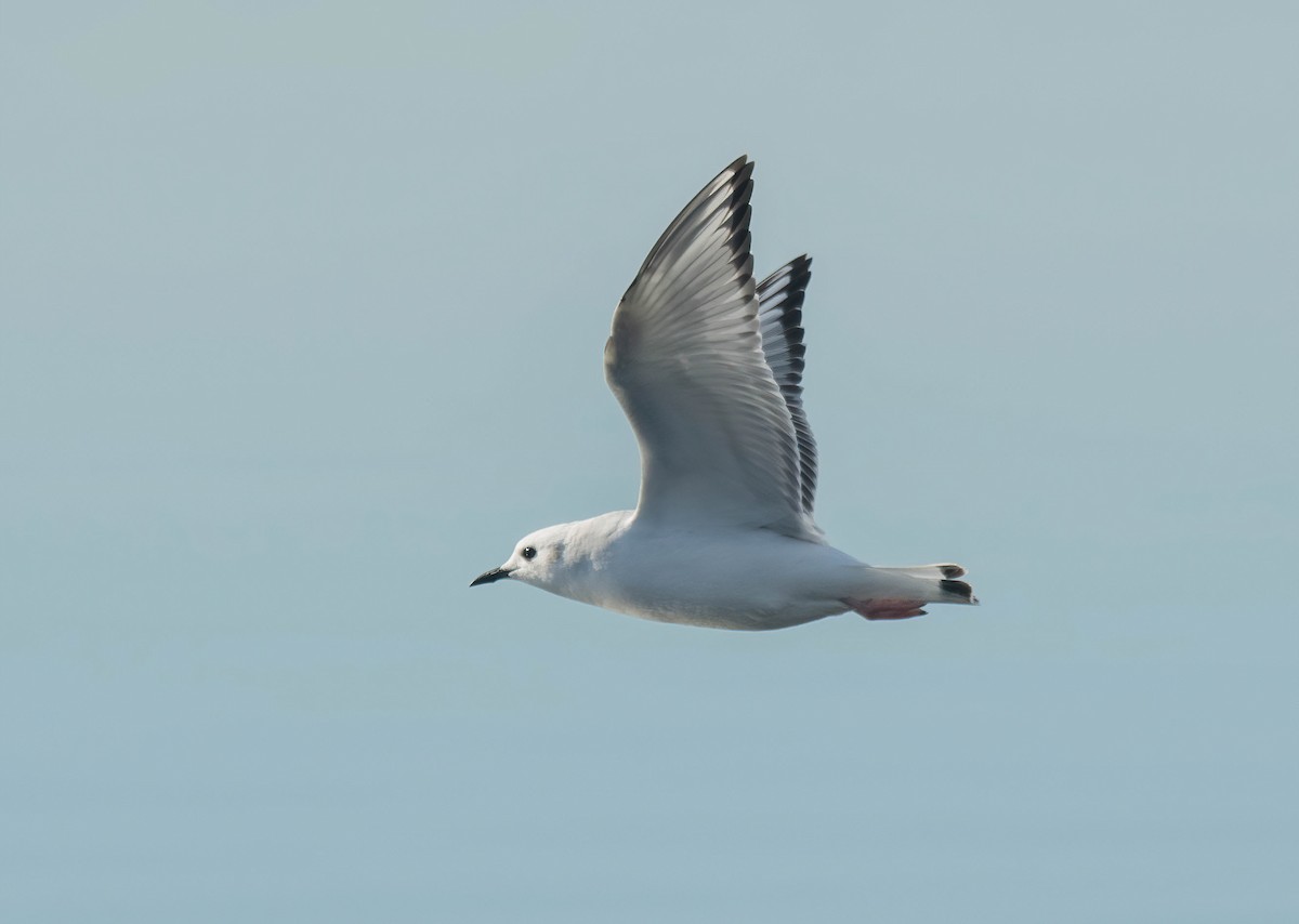 Bonaparte's Gull - ML645801059