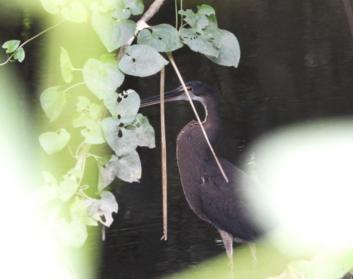 Agami Balıkçılı - ML645801060