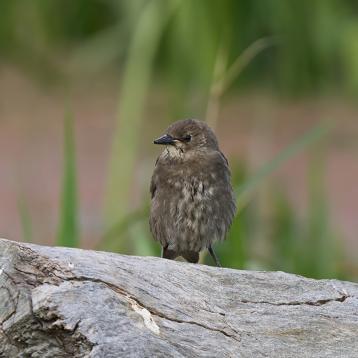European Starling - ML645801063