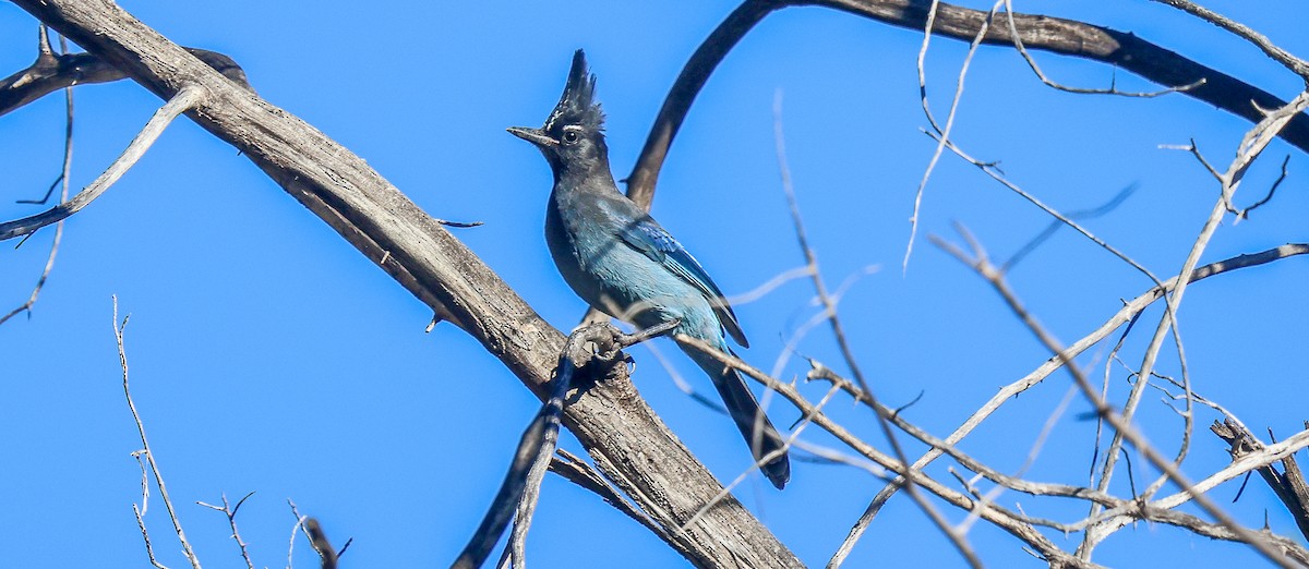 Steller's Jay - ML645801064