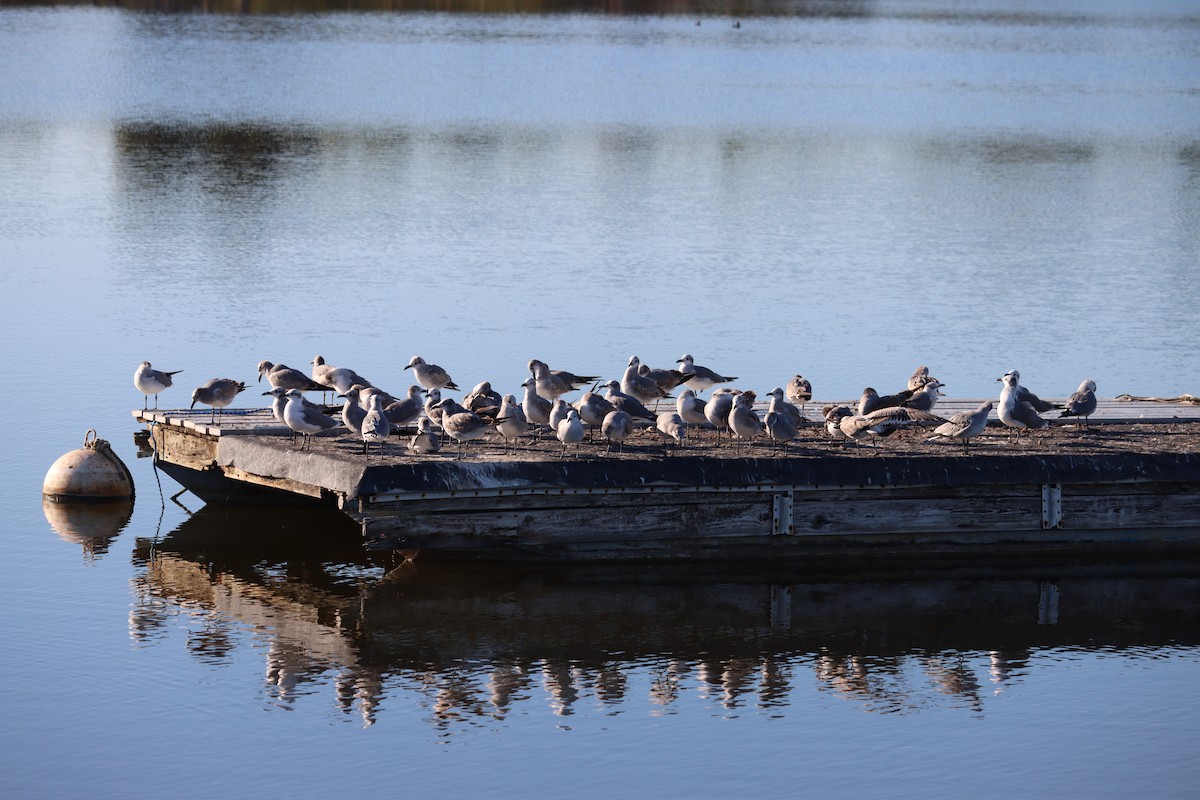 Laughing Gull - ML645801066