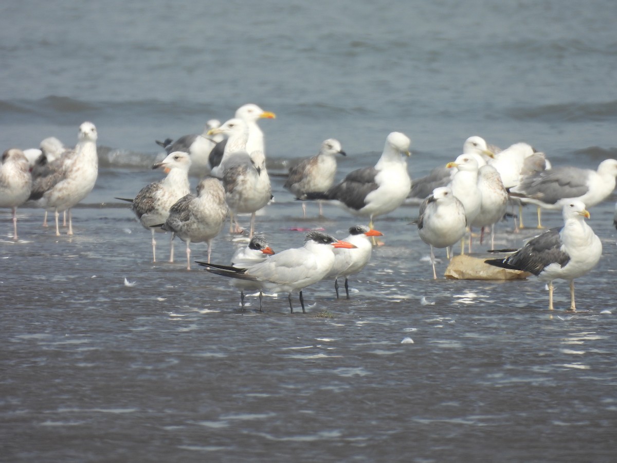 Caspian Tern - ML645801078