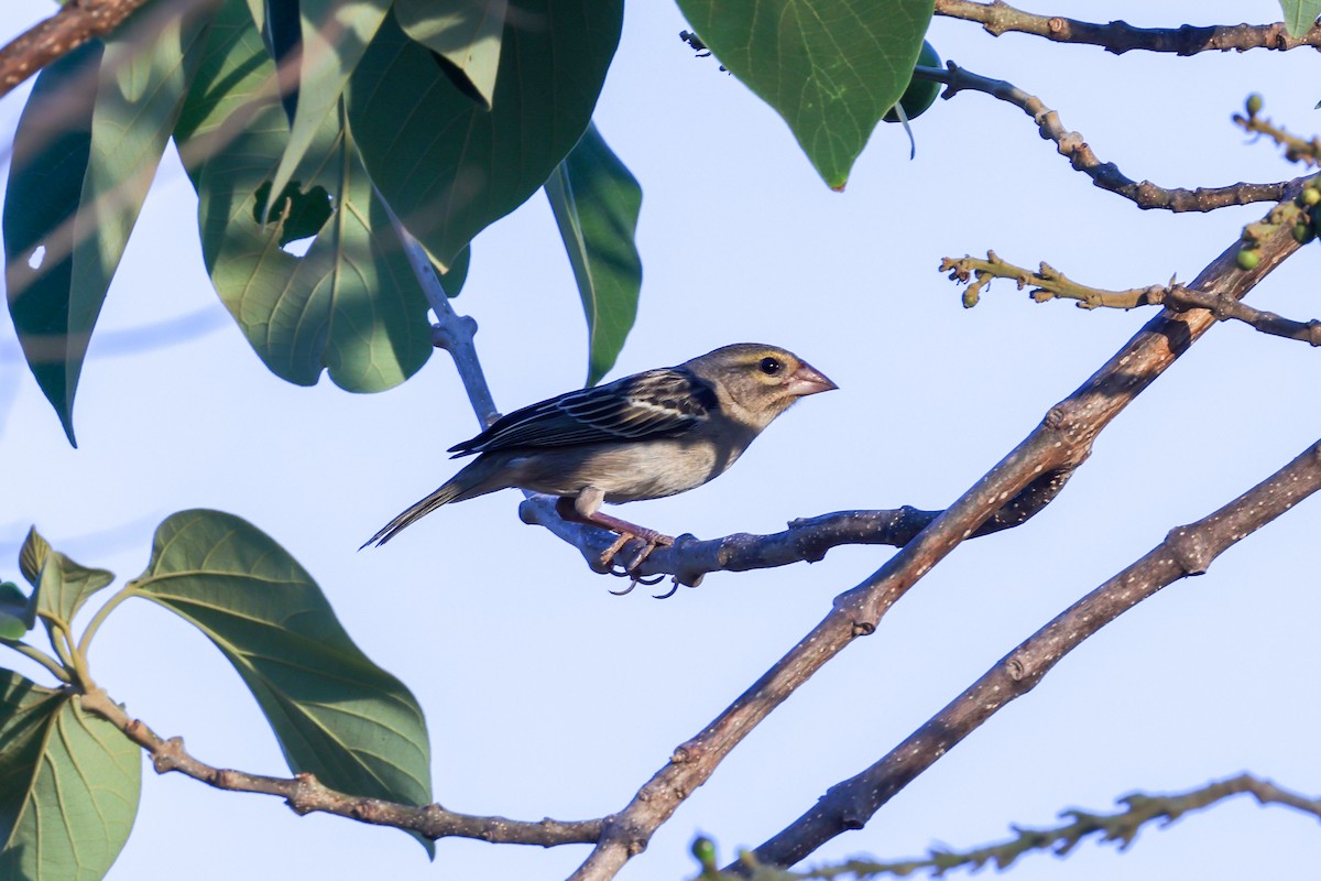 Red Fody - ML645801080
