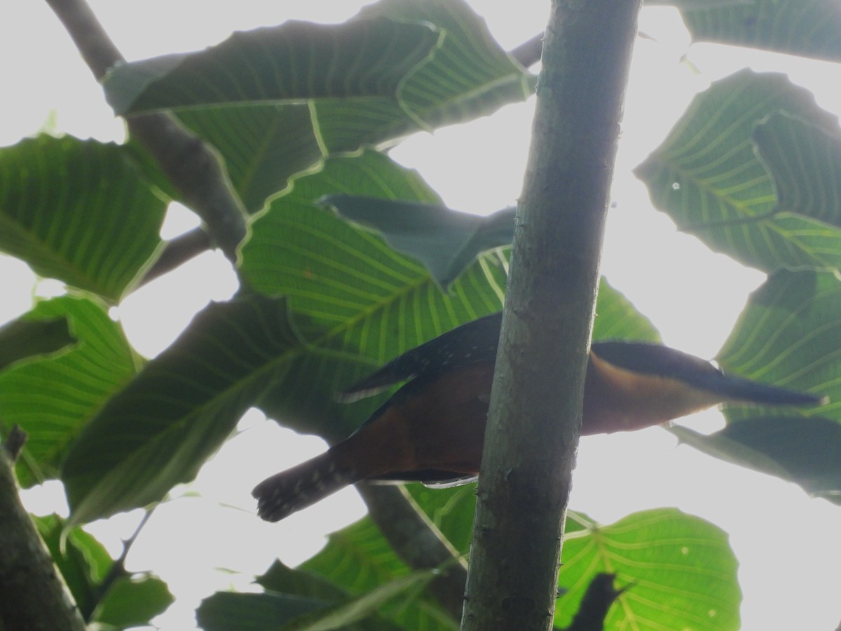 Green-and-rufous Kingfisher - ML645801092
