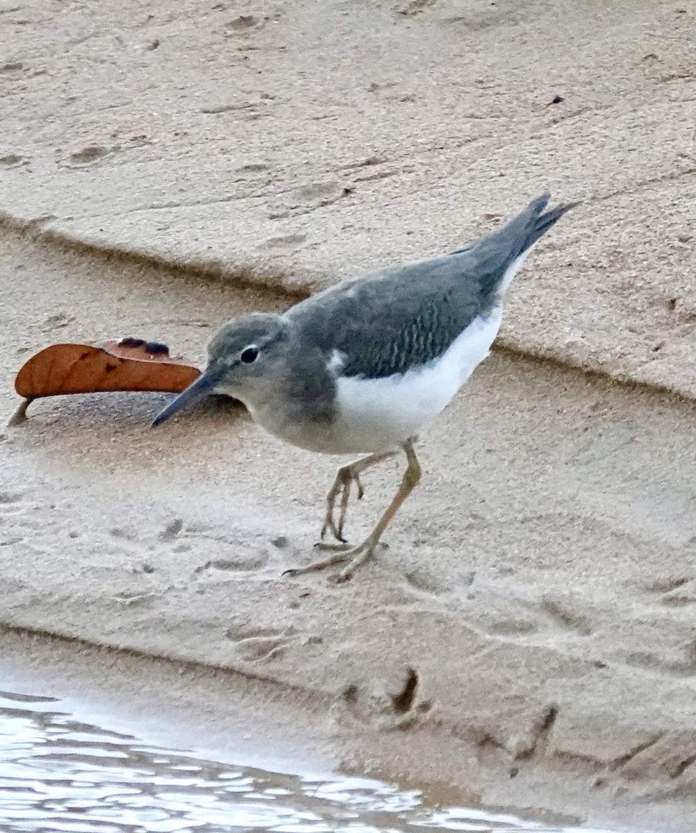 Benekli Düdükçün - ML645801098