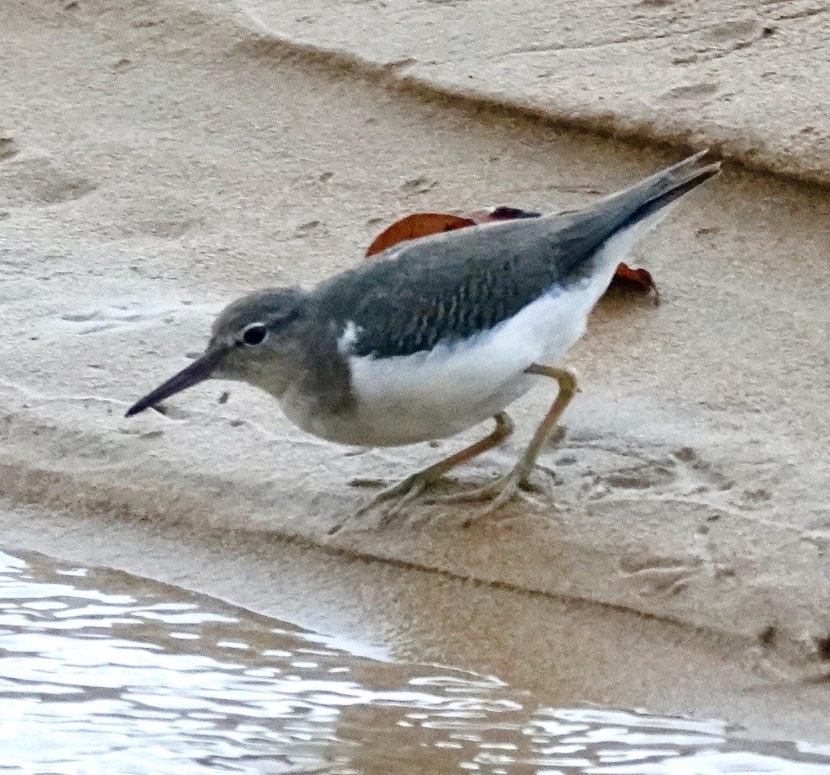 Benekli Düdükçün - ML645801099