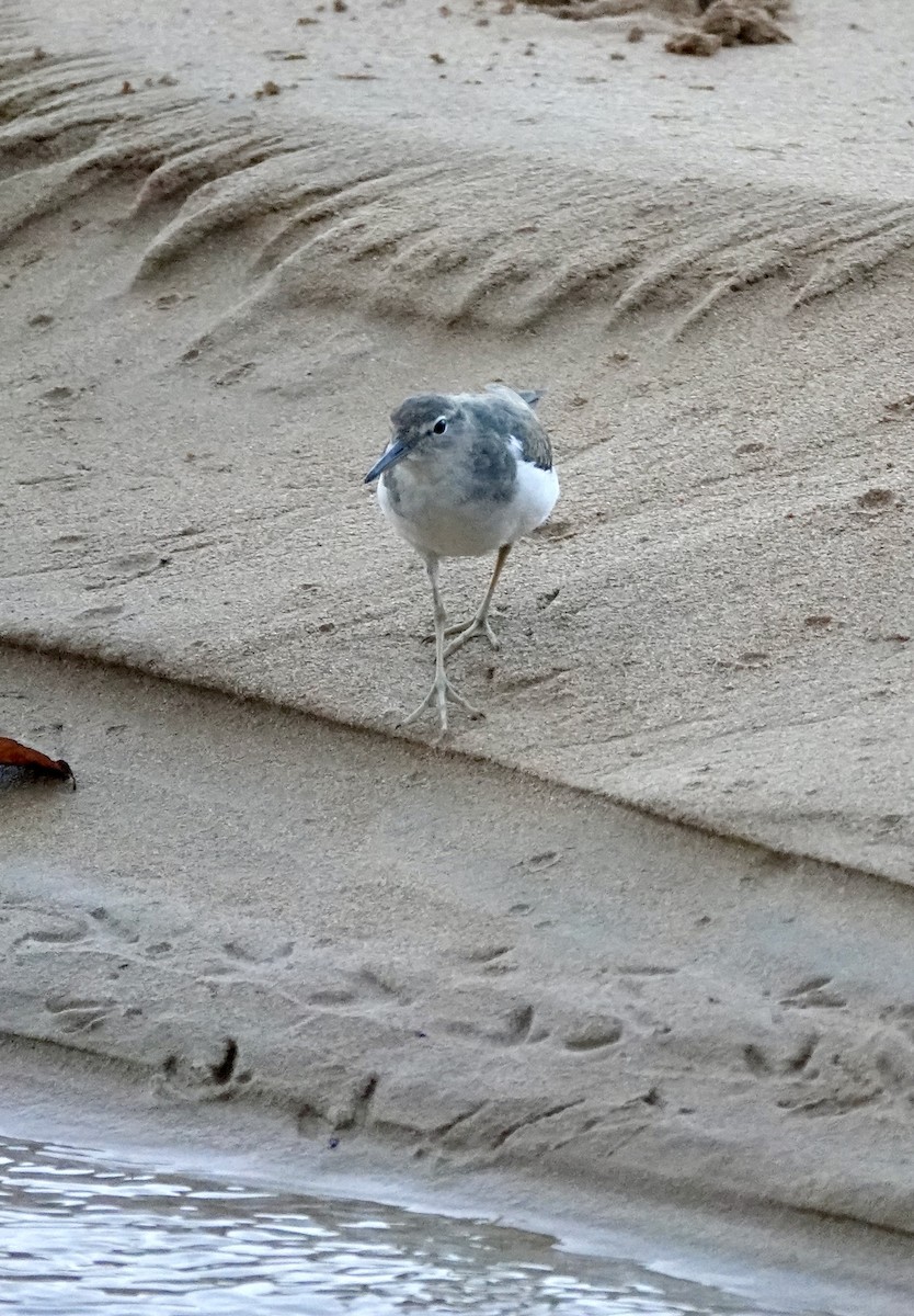 Benekli Düdükçün - ML645801100