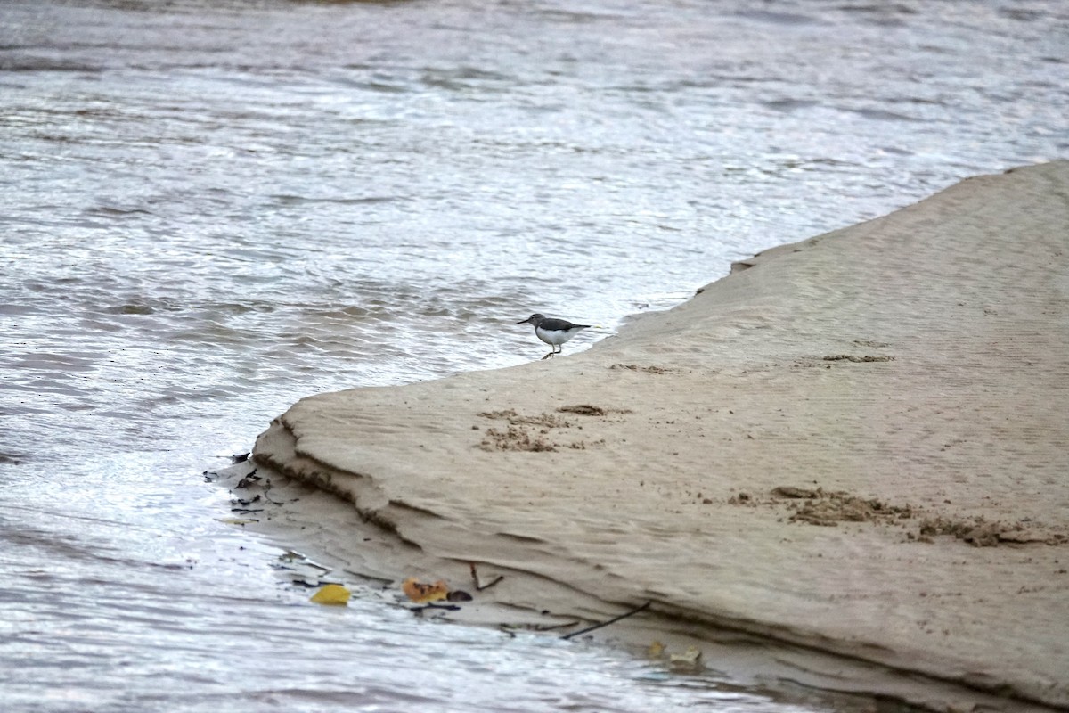 Benekli Düdükçün - ML645801101