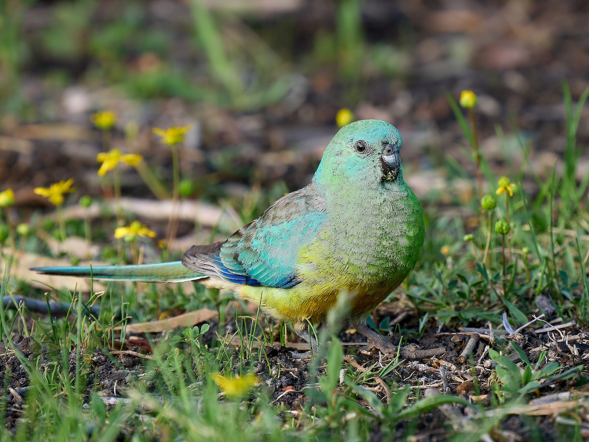 Red-rumped Parrot - ML645801104