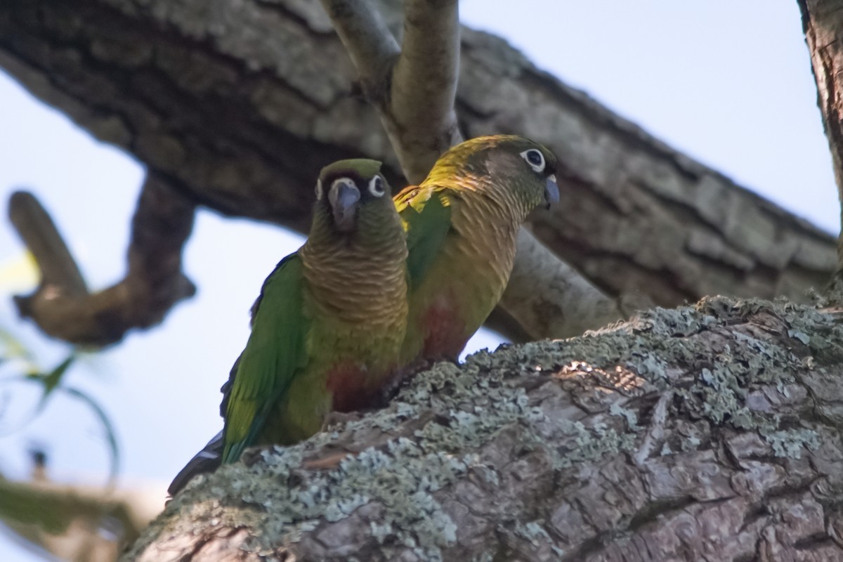 ウロコメキシコインコ - ML645801108