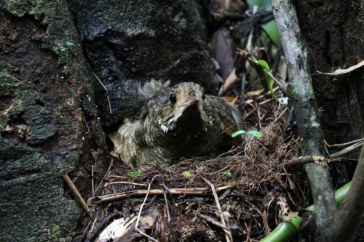 Variegated Antpitta - ML645801109