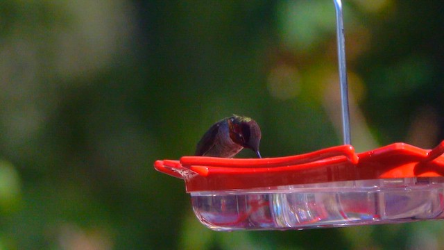 Рубиновый калипсо - ML645801127