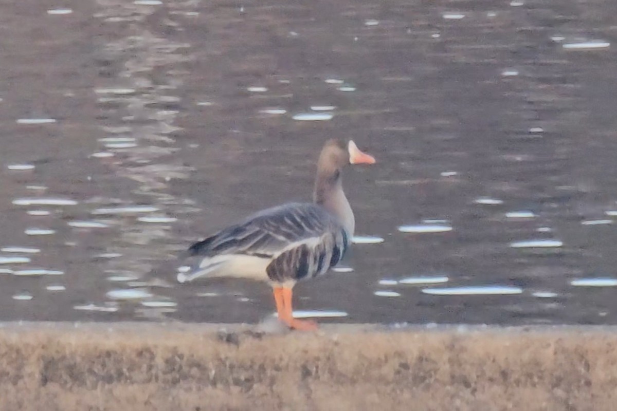 Greater White-fronted Goose - ML645801130