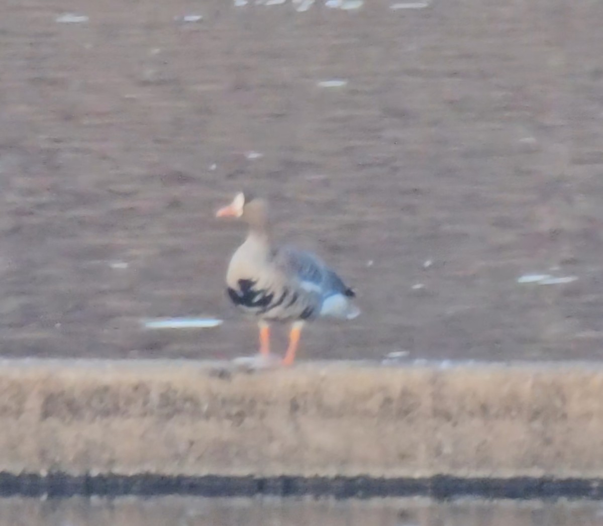 Greater White-fronted Goose - ML645801131