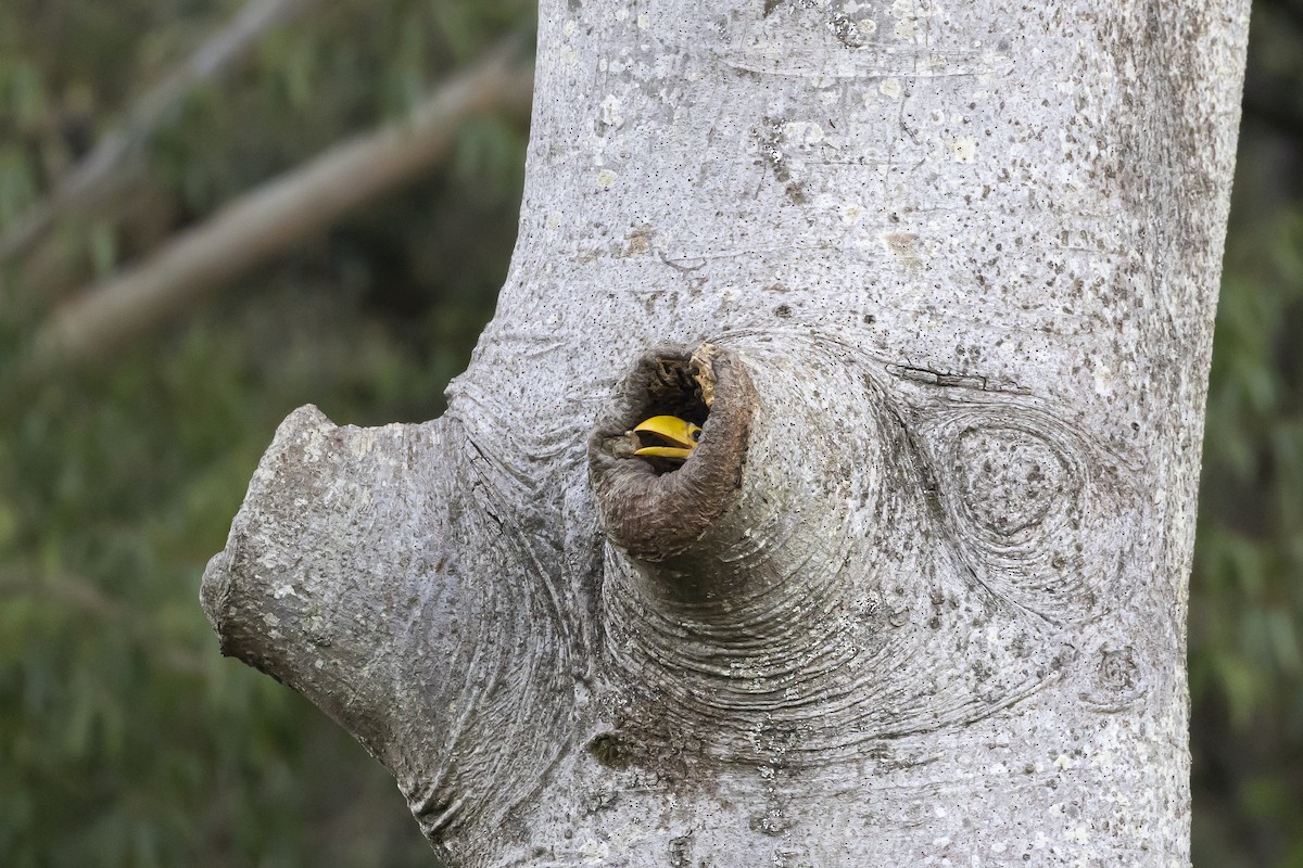 Toco Toucan - ML645801133