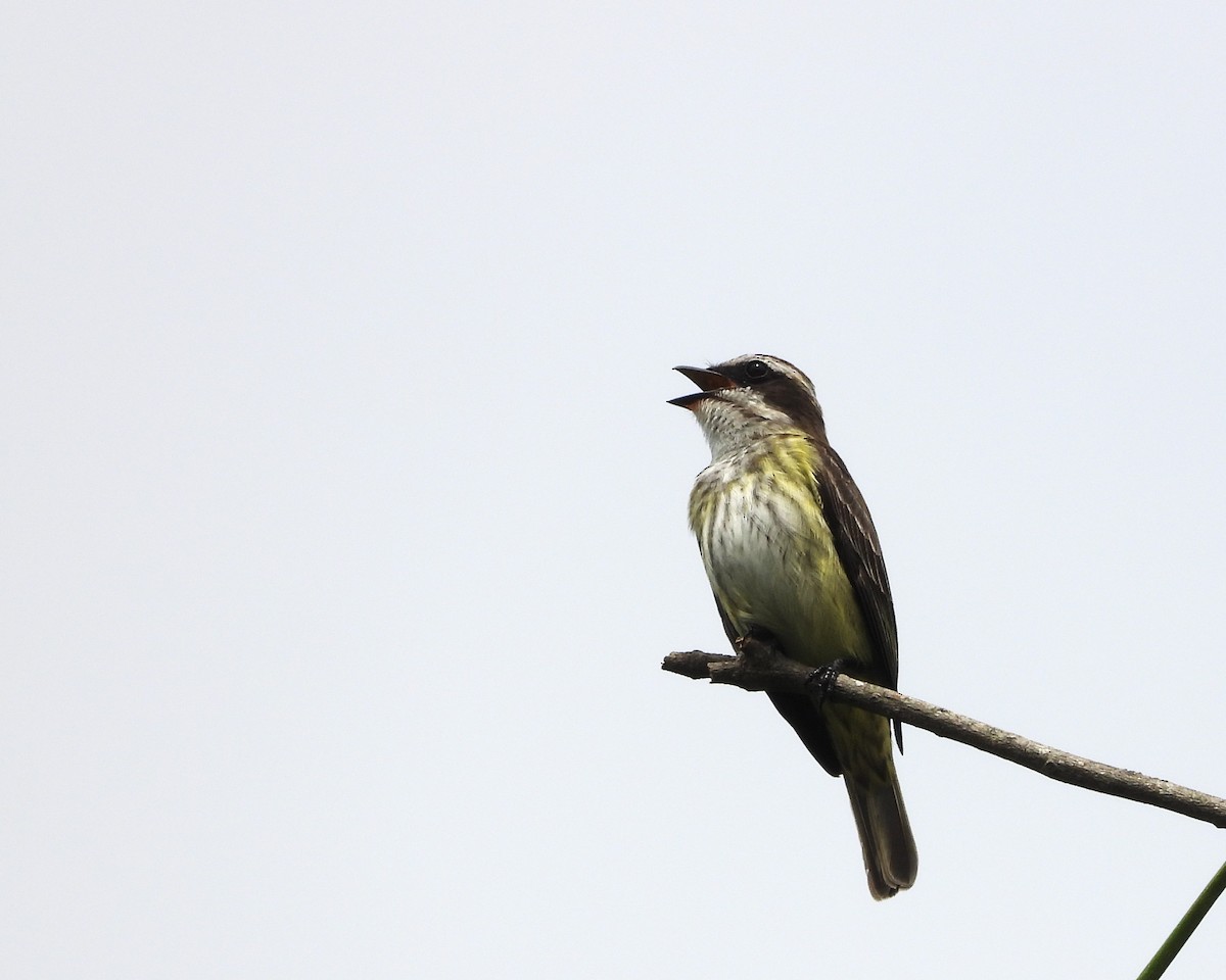Piratic Flycatcher - ML645801141