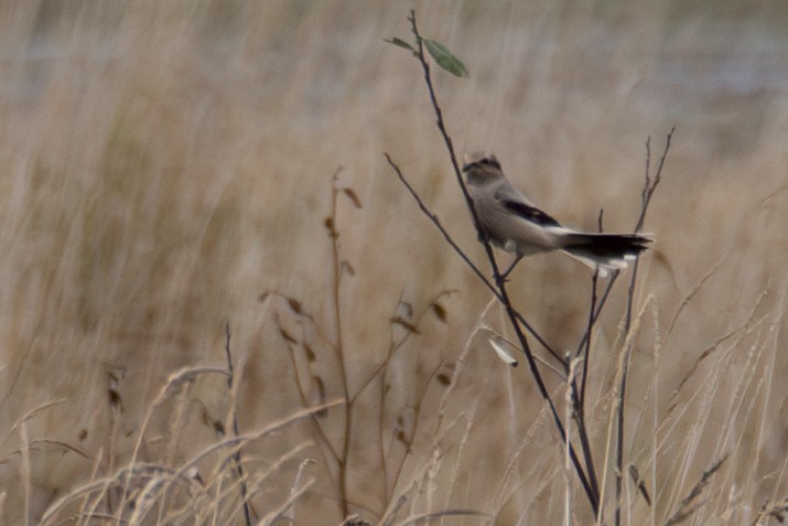 Умардын дунхай - ML645801149
